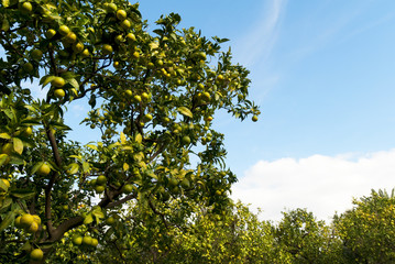 Oranges on trees in Grove in Sorrento Italy