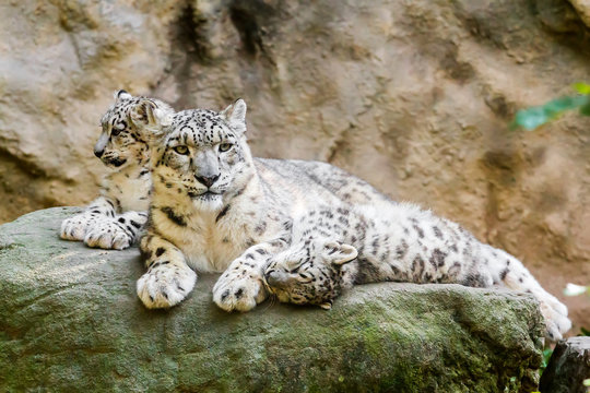 lying family of Snow Leopard