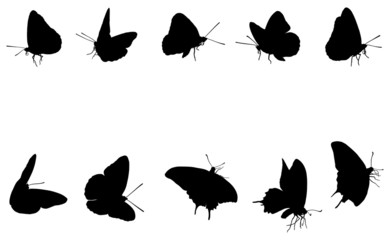 papillon © gilspictures