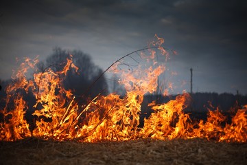Naklejka premium fire grass spring