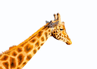 The head of a camelopard isolated