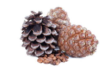 Cedar cones