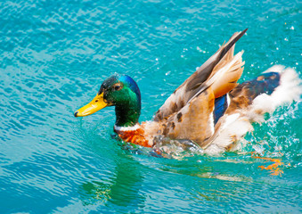 Beautiful colored duck in lucerne lake in Switzerland