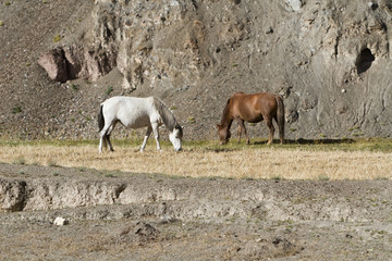 Obraz premium Horses in Mountains