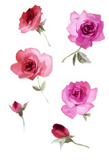 Color illustration of flowers in watercolor paintings