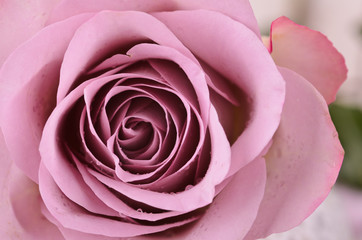 Symbol of romance: Cloe-up of purple rose
