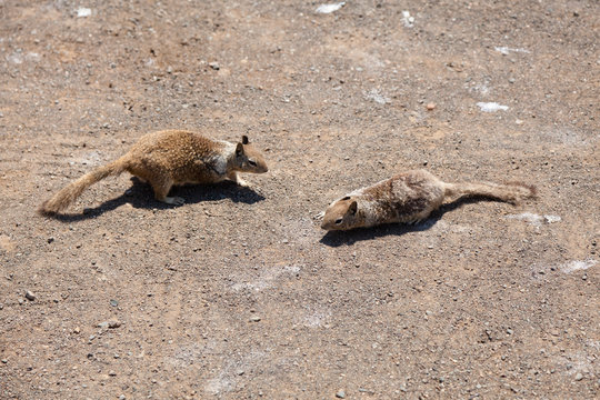 Western Grey Squirrel