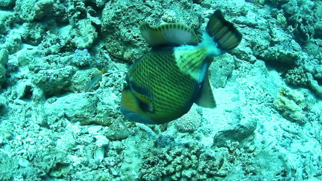 Titan triggerfish on a coral in the Red Sea, Egypt.