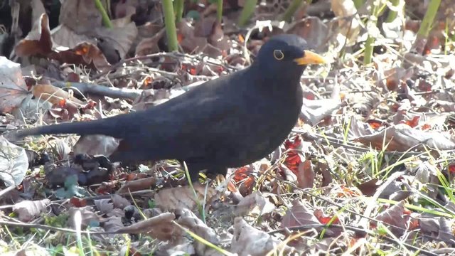 Amsel 2