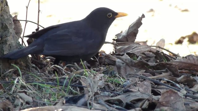 Amsel 1