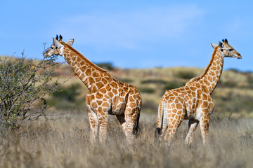 giraffe in the kalahari