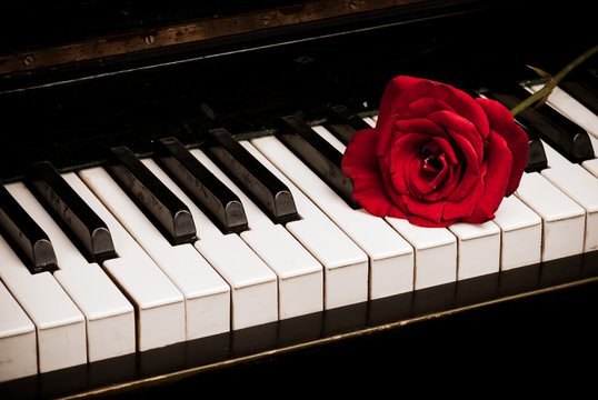 piano keyboard and rose