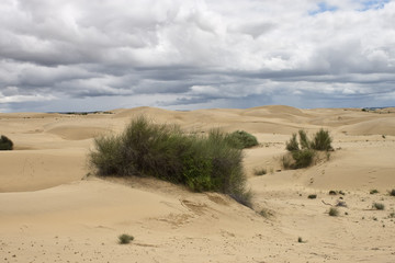 Fototapeta na wymiar Sand dunes at Thar desert, India