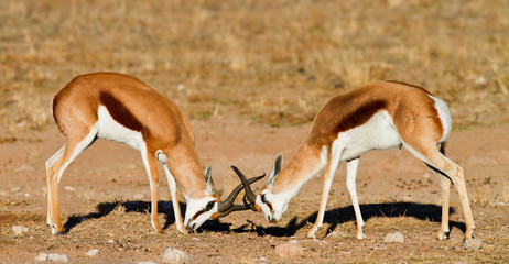 two springboks duelling