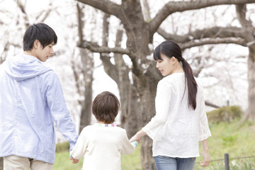 Fototapeta premium 桜並木を散歩する家族の後姿