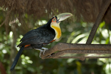 Green-billed Toucan, Foz do Iguacu, Brazil