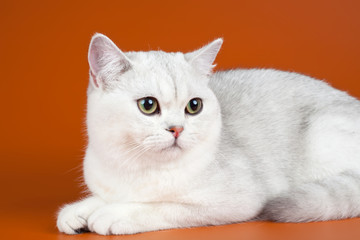 White cat on orange background