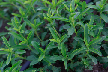 Detail of stevia plantation on countryside of Sao Paulo state, Brazil