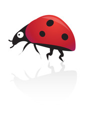 Ladybird illustration