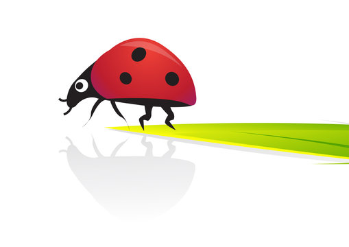 Ladybird illustration
