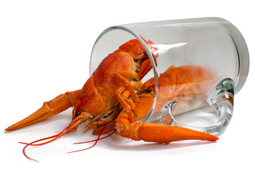 Boiled crayfish in a beer mug, isolated on a white background.