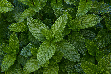 Peppermint