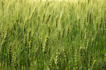 Green fields of barley