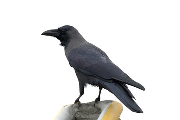 black crow isolated on white