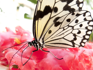 蜜を吸うオオゴマダラ