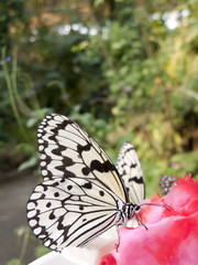 蜜を吸うオオゴマダラ