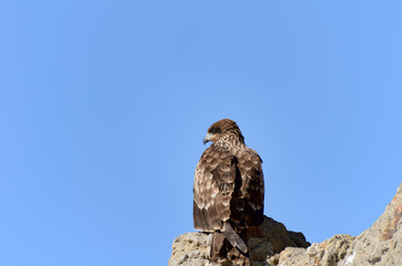 翼を休める鳶