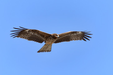 飛行する鳶