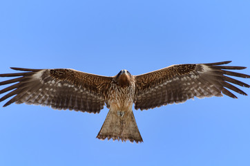 飛行する鳶