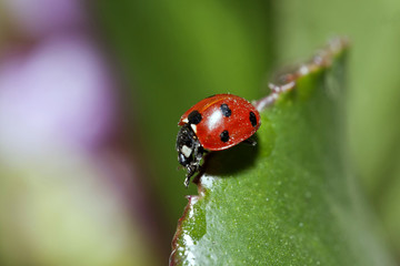 Fototapeta premium Coccinella