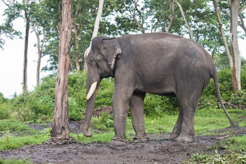 Captured asian elephant   in Mudumalai National Park