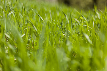 Green Grass In Spring