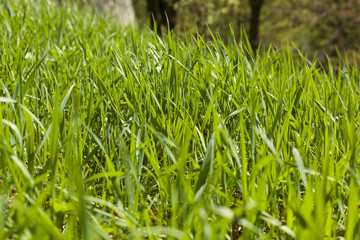 Green Grass In Spring
