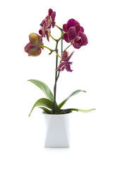 Orchid flower over white background