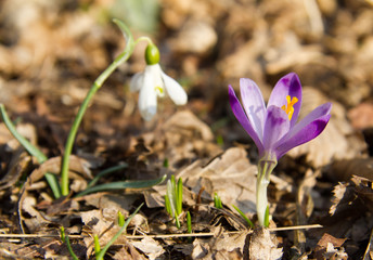 Snowdrop galanthus nivalis