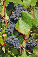 Weintrauben