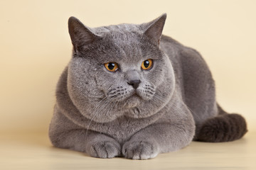 British cat on yellow background