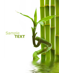 Bamboo