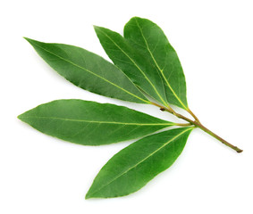Naklejka premium Fresh and green bay leaf