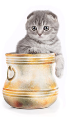 Little kitty in a bowl isolated on white