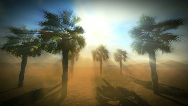 Palm trees on desert
