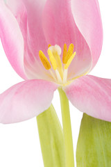 Fototapeta premium Blüte einer Tulpe