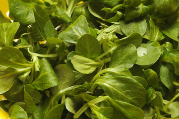 Valerianella locusta