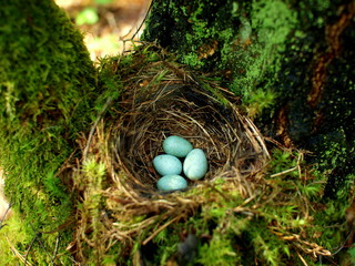 Bird nest with four mint eggs in forest near Siemiatycze