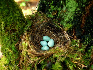 Bird nest with four mint eggs in forest near Siemiatycze