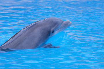Delphin